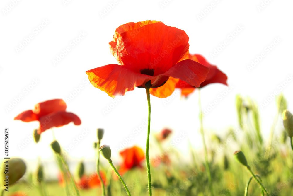 Obraz premium Czerwone maki