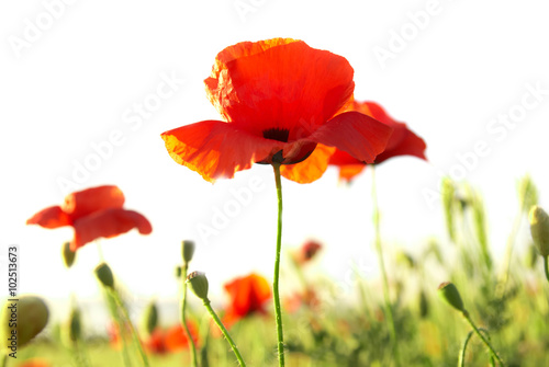 Red poppies