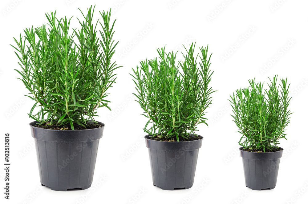 rosemary 1 rosemary 1