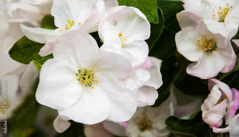 Spring apple blossom Spring apple blossom
