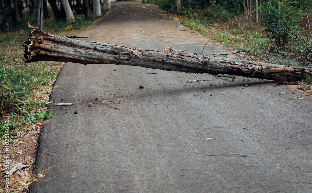 fallen tree damaged on road fallen tree damaged on road