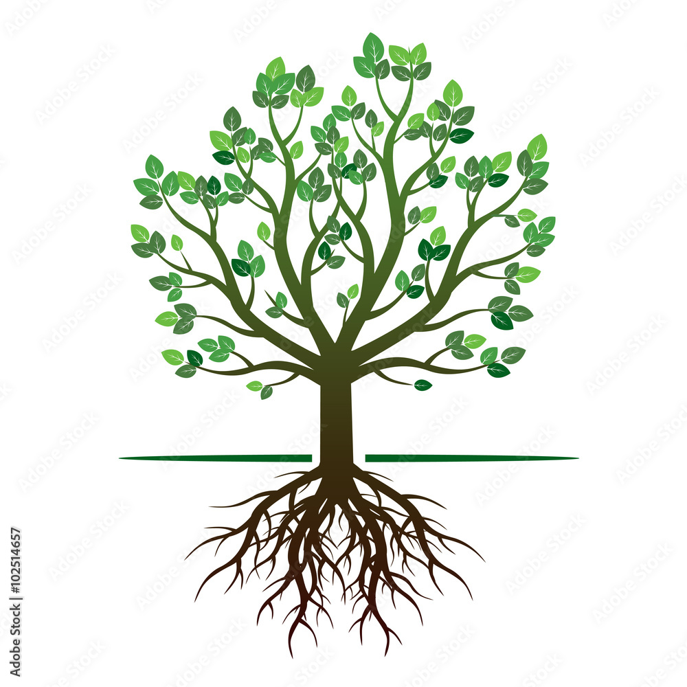 Green Spring Tree and Roots. Vector Illustration.