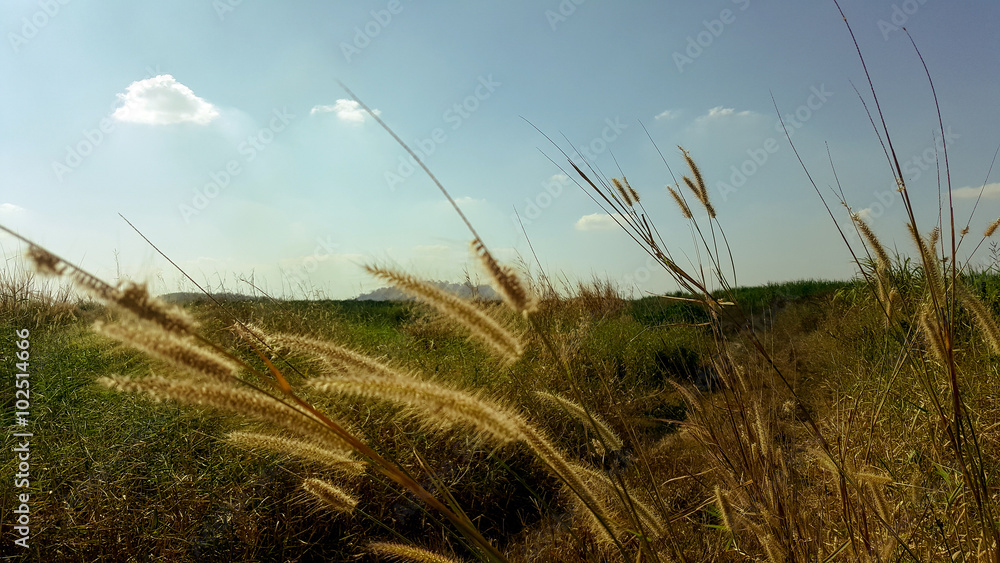 Obraz premium Meadow flowers in early sunny fresh morning