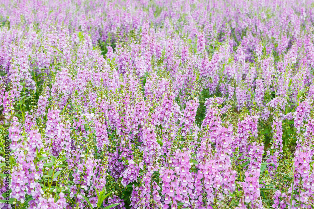 Obraz premium Purple delphinium.