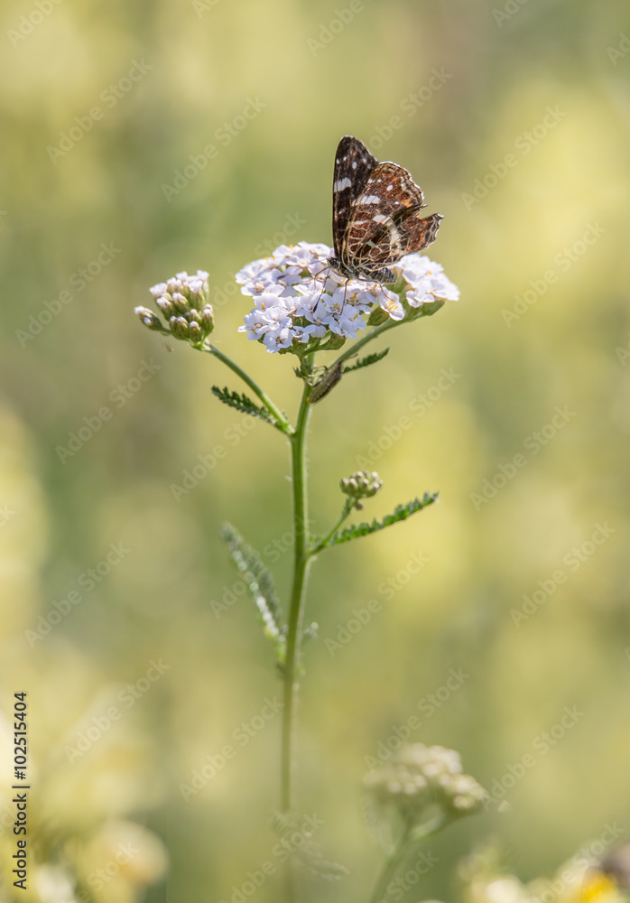 Naklejka premium Schmetterling auf Schafgarbe