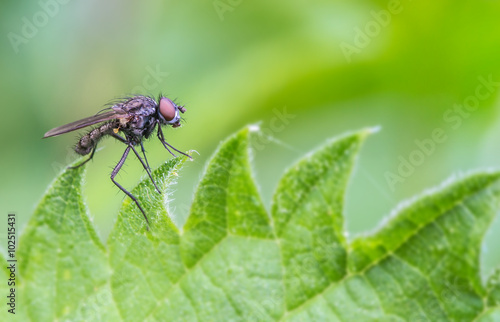 Fliege auf einem Blatt © Rainer Fuhrmann