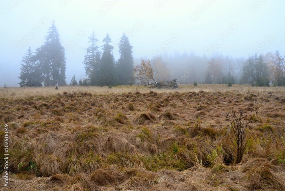 Autumn landscape in Kladska Czech republic
View of the autumnal landscape in fog in autumn