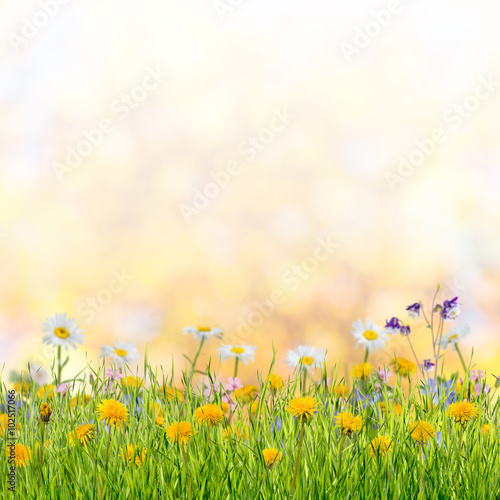 Spring meadow with lovely flower