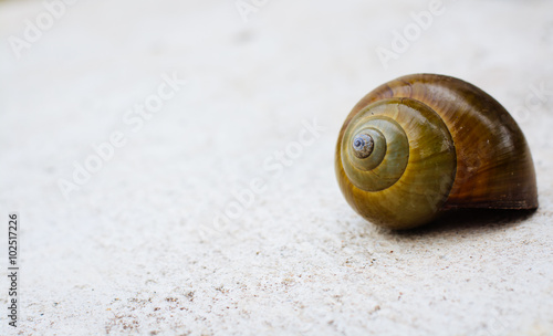 Shell on background