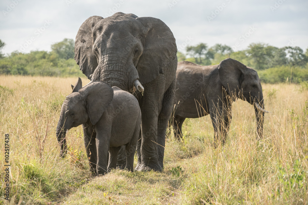 Elefantenbulle mit Jungtier