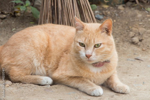 Ginger cat 