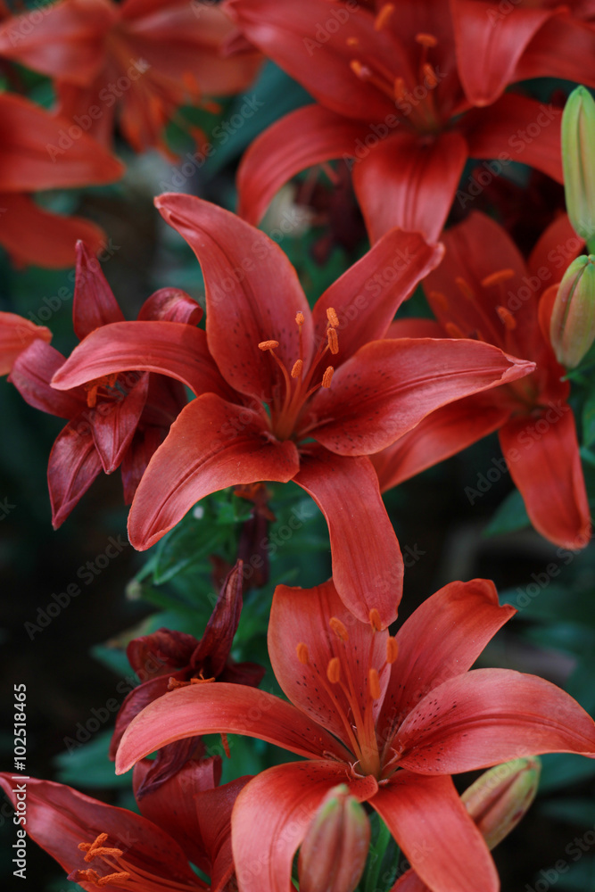 Fototapeta premium Beautifull winter Flowers