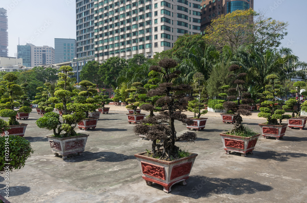 Square with little bonsai tree with modern office building on ba