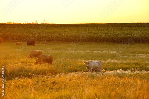 dairy cattle on farm with corn © Wollwerth Imagery