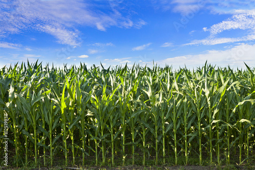 Fototapete profile of corn crop in South Dakota