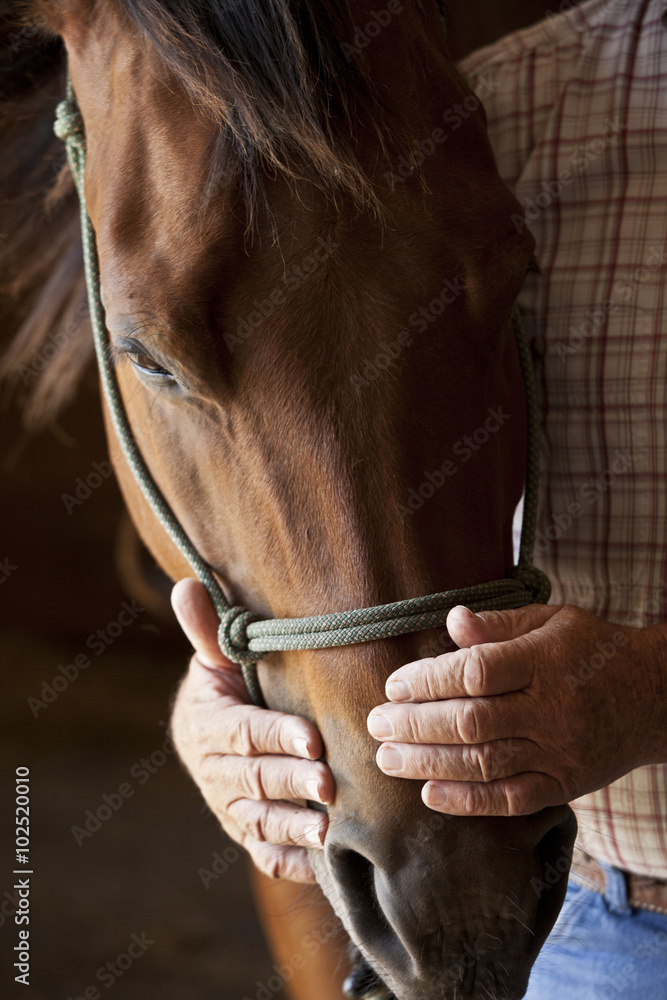 Fototapeta premium farmers hands holding horses head