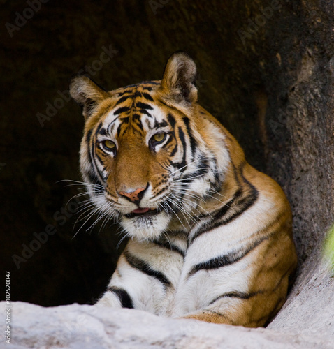 Portrait of a tiger in the wild. India. Bandhavgarh National Park. Madhya Pradesh. An excellent illustration.