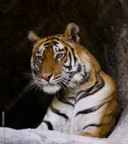 Fototapeta Naklejka Na Ścianę i Meble -  Portrait of a tiger in the wild. India. Bandhavgarh National Park. Madhya Pradesh. An excellent illustration.