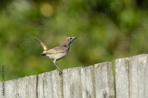 Side view of male Bluethroat at the fence