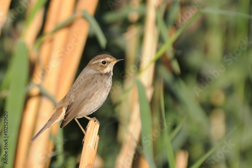 Wintering female Bluethroat among reeds, Egypt