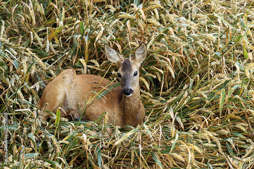 Junger Rehbock liegt am Feldrand versteckt im Getreide