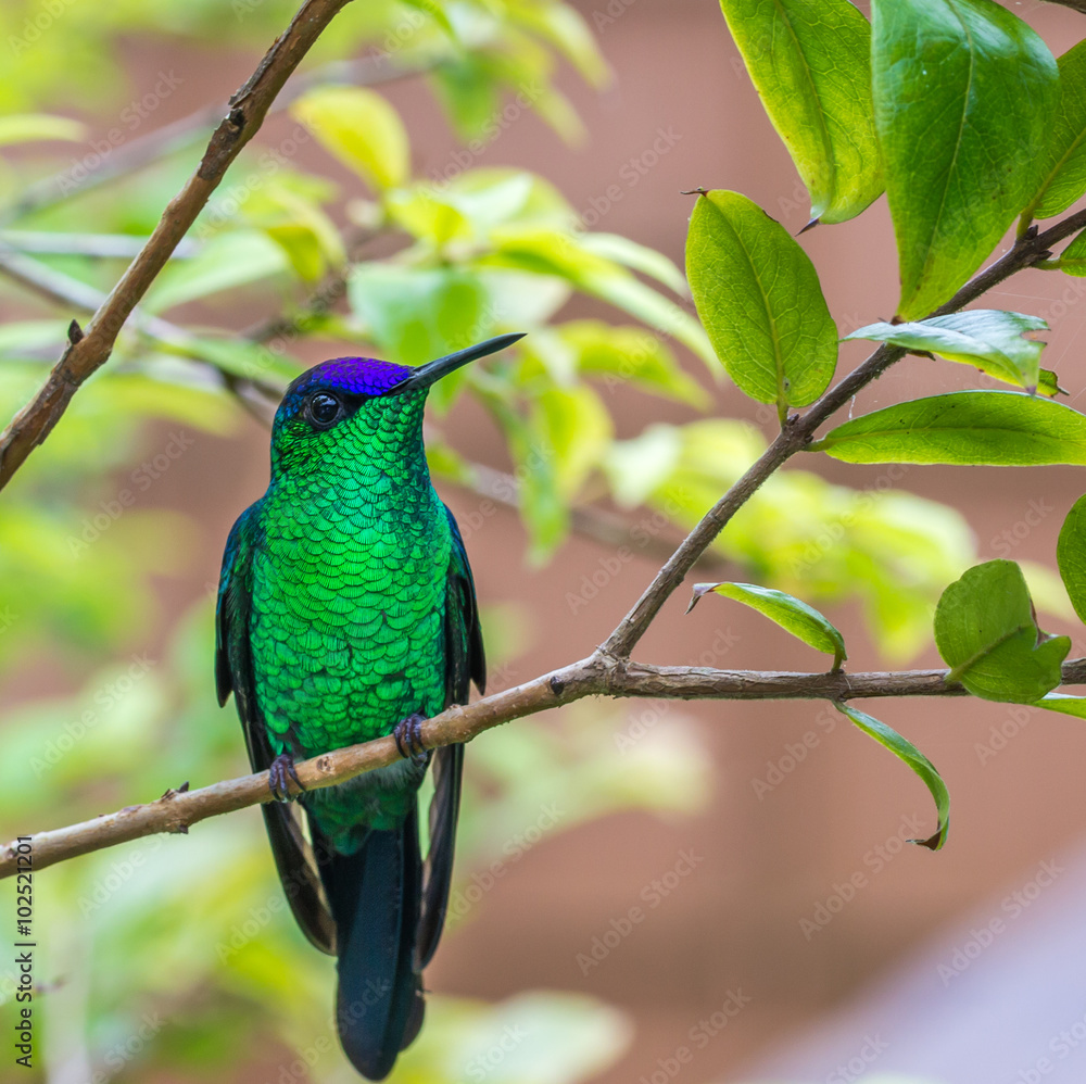 Fototapeta premium Beija-flor. (Trochilidae)
