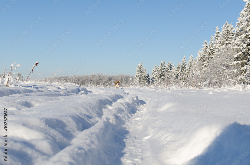 Obraz premium Dog run on the camera in field. Winter day