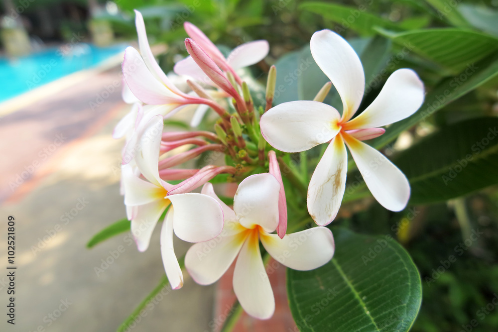 Frangipani (Plumeria sp.) flowers Frangipani (Plumeria sp.) flowers