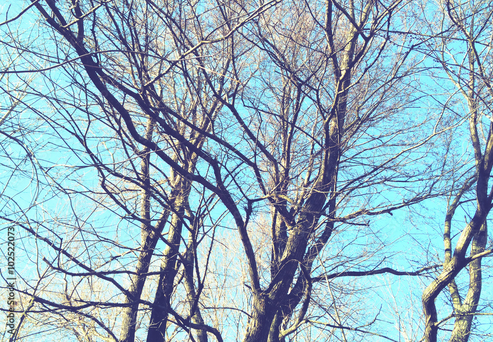 Background with trees seen from below. Post production. Cross Process

