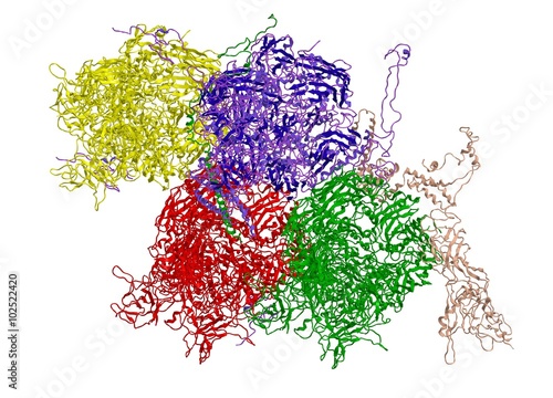 Molecular structure of adenovirus photo