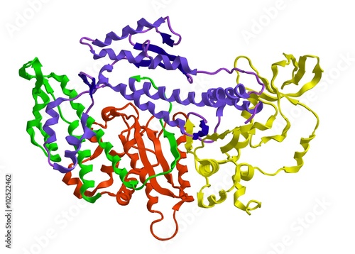 Molecular structure of myosin