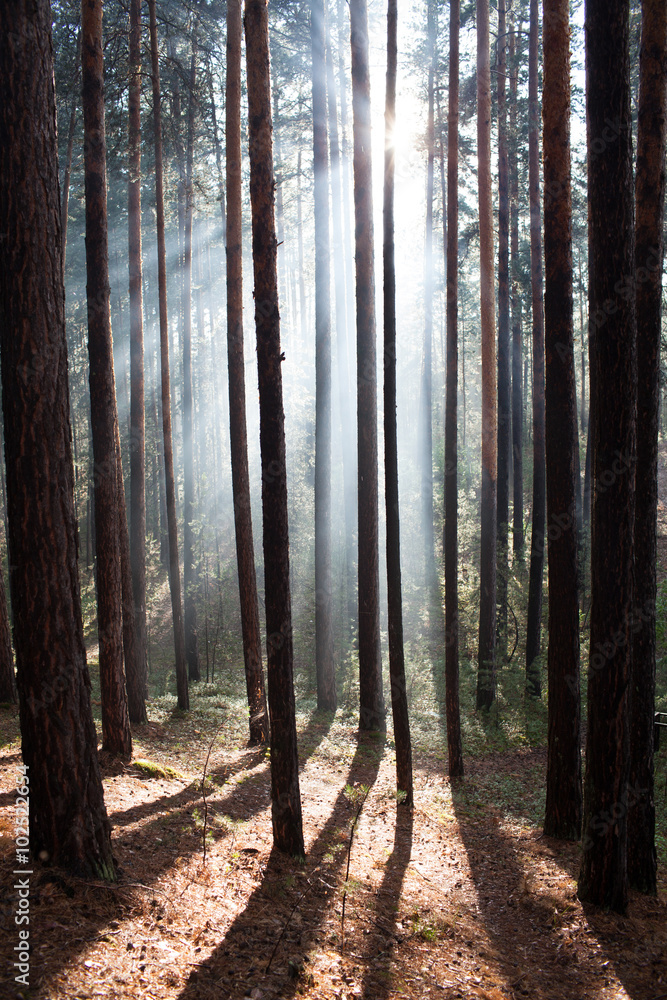Forest in a fog the sun's rays Forest in a fog the sun's rays