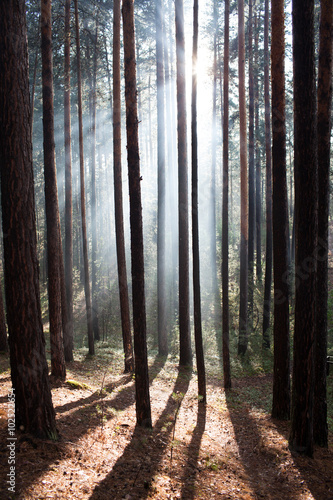 Forest in a fog the sun's rays © zagursky
