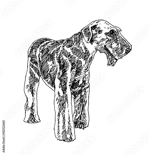 Airedale Terrier welsh terrier dog . hand drawn. Vector illustration