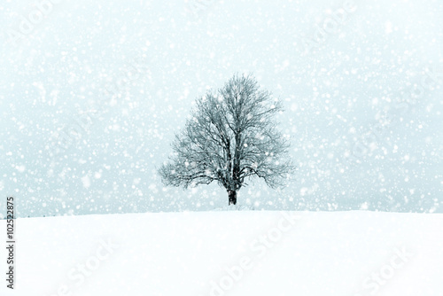 Lonely tree in a winter landcape