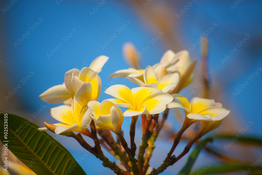 Obraz premium Plumeria flower