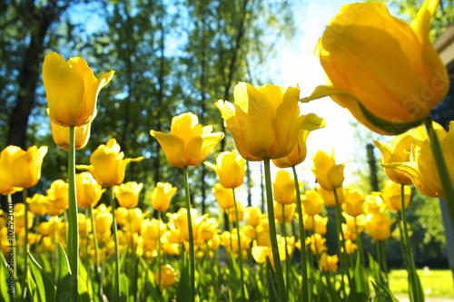 Fototapeta Naklejka Na Ścianę i Meble -  Yellow tulips