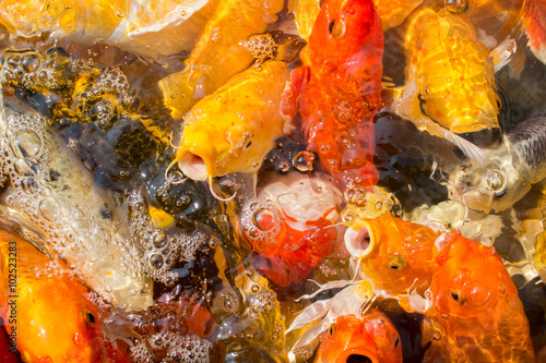 carps crowding together competing for food