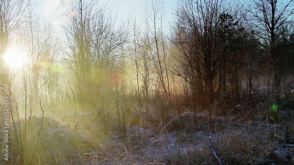 frozen forest in winter morning fog frozen forest in winter morning fog