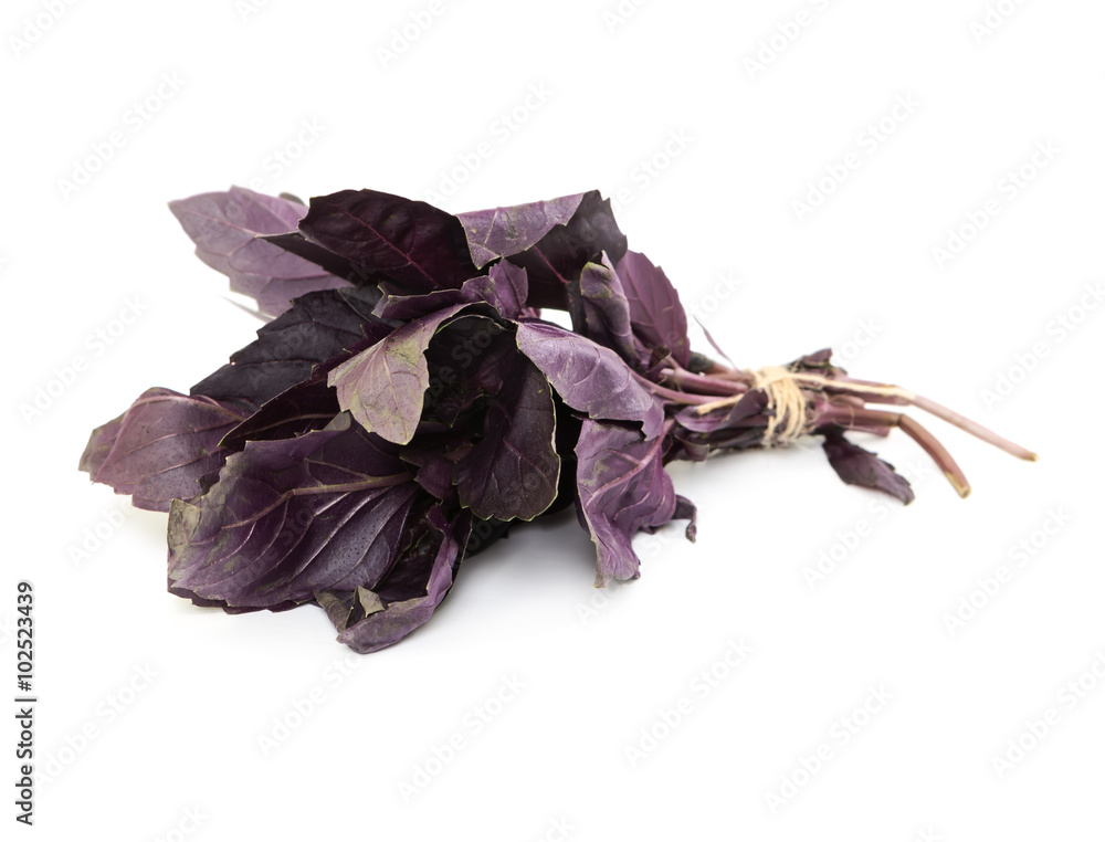 Fresh purple basil