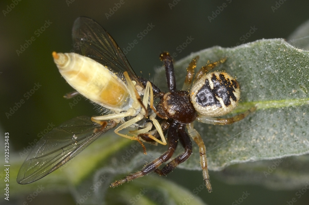 Obraz premium Flower fly captured by a spider Synema globosum (Napoleon Spider)