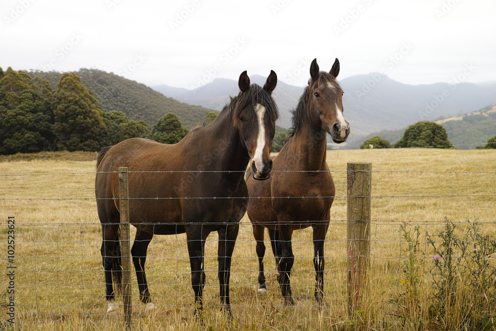 Obraz premium Two brown horses standing next to each-other in a farm field behind a wire fence with mountains in the background.