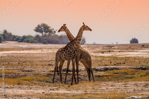 Giraffenpaar in der Abendsonne