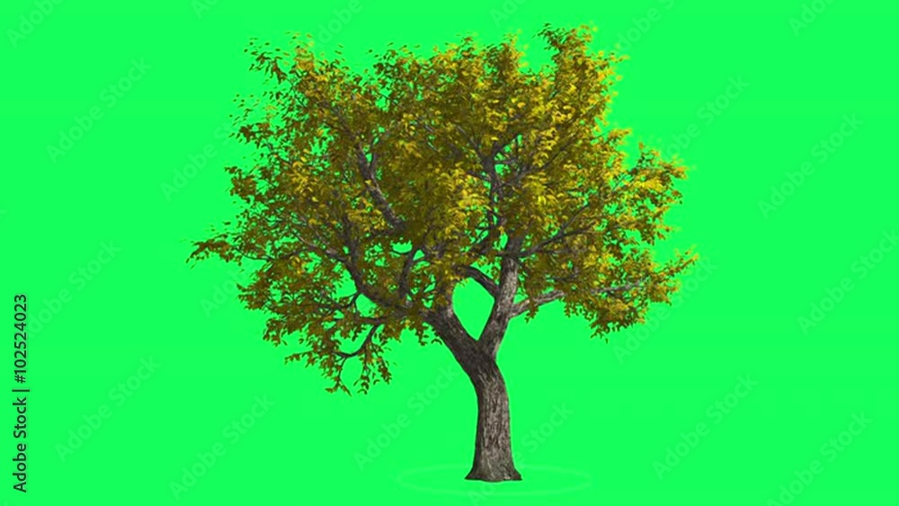 Amur Cork Chromakey, Tree, Swaying Tree, Swaying Branches, Chroma Key, Alfa, Green Background Amur Cork Chromakey, Tree, Swaying Tree, Swaying Branches, Chroma Key, Alfa, Green Background