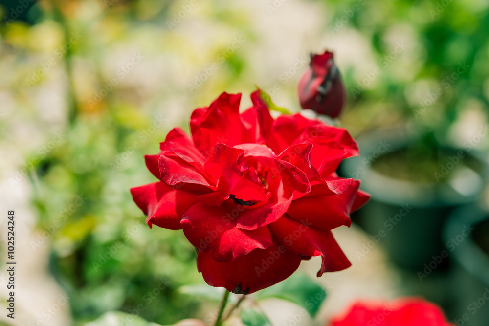 a bunch of roses in the garden