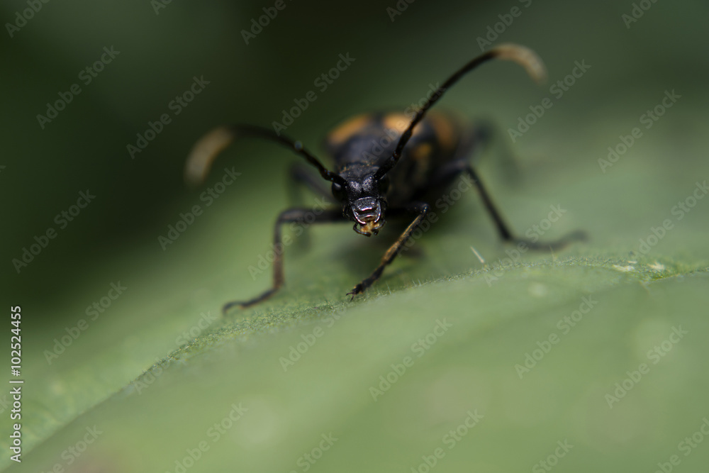 Naklejka premium Глазами макро