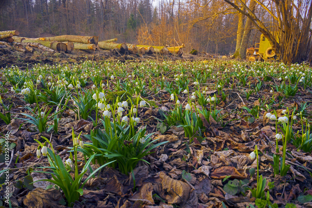 Obraz premium beautiful flowers primroses
