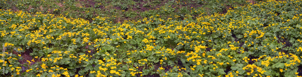 Kalyuzhnitsa in the forest