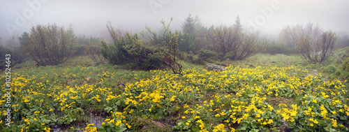 Fotografía Kalyuzhnitsa in the forest