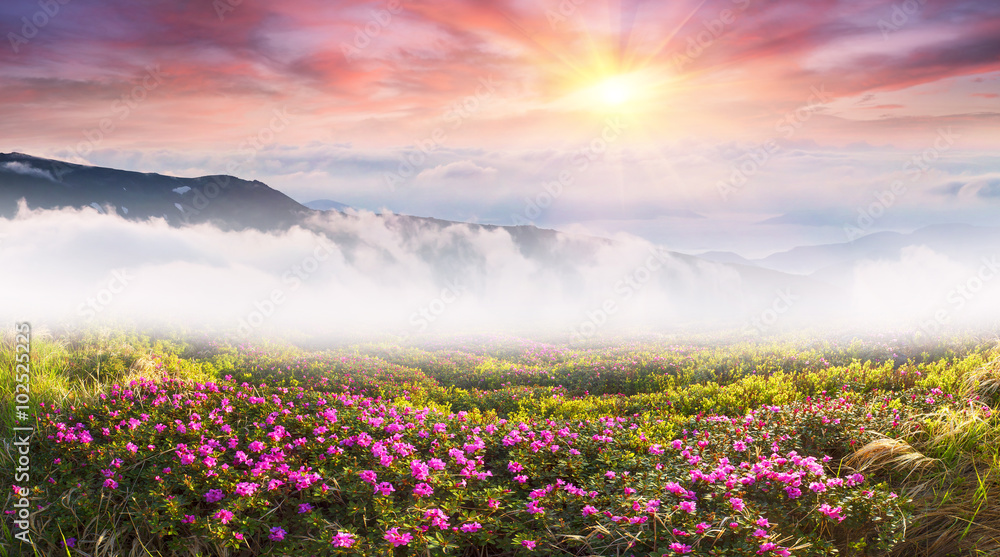 Fototapeta premium Mountain rhododendrons of Ukraine